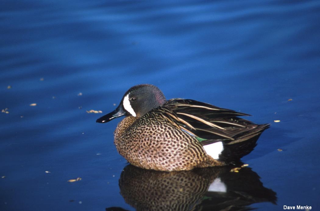 Blue-winged Teal Blue-winged Teal